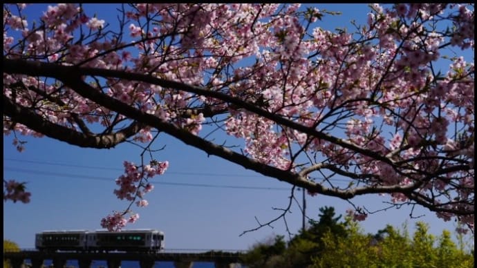 桜と観光列車”海幸山幸”