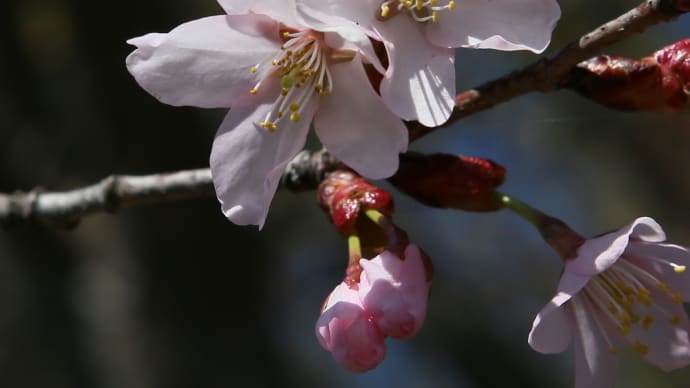 北海道の桜1-2
