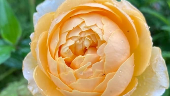 庭のお花達 薔薇・モリニュー他