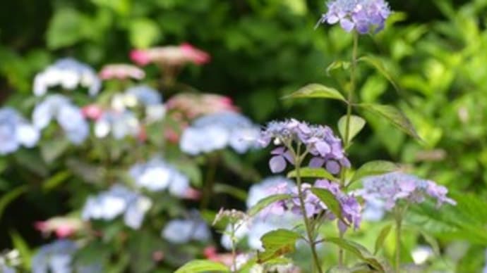 初夏の里山２０２０　～西東京の紫陽花～