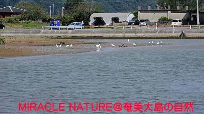 北帰行の鳥達(サシバ、チュウダイサギ)
