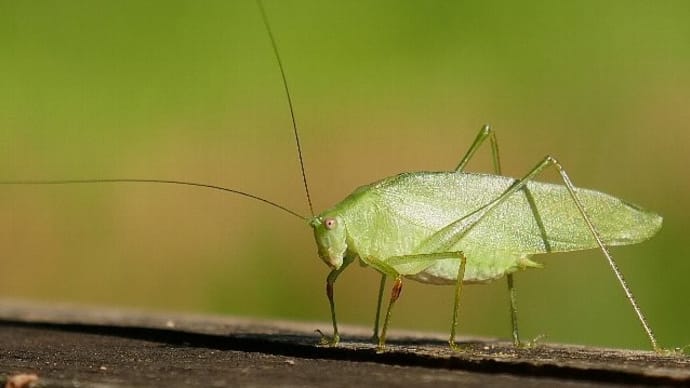 蟋蟀(キリギリス)戸に在り