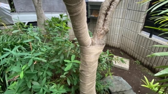 新宿区で庭木剪定