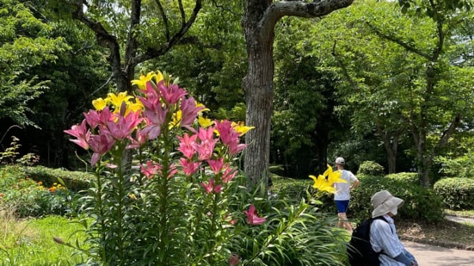 「庭代台ハートクラブガーデン」ボランティア花壇に咲く花々は癒しスポットだ💕