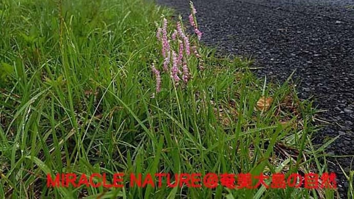 山道の道端にポツンと咲いていたナンゴクネジバナ