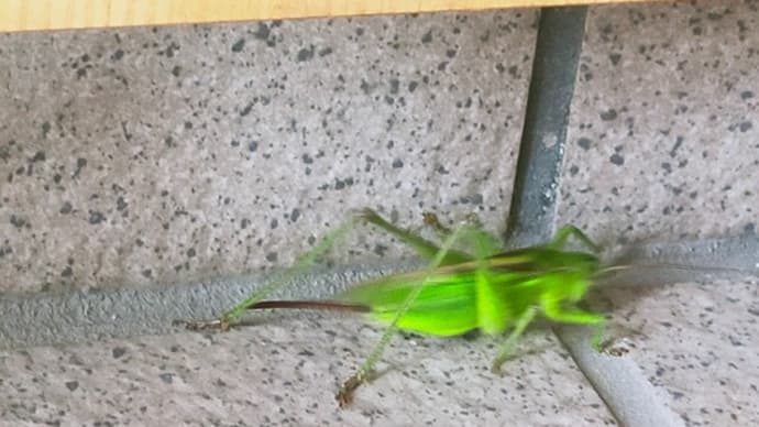 キリギリス発見