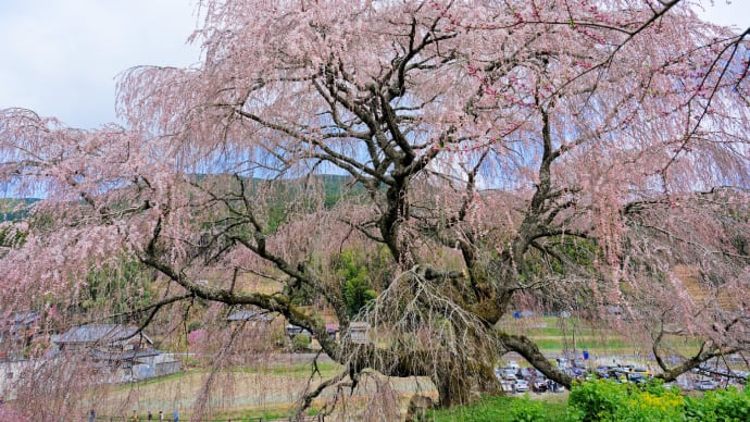 又兵衛桜