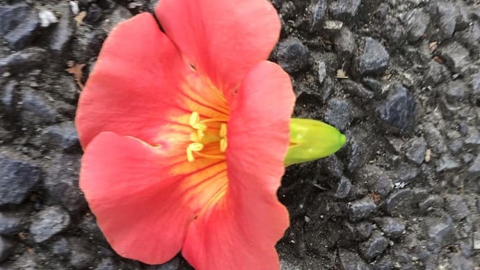 ノウゼンカヅラと父の命日