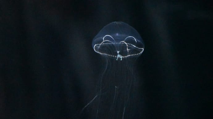 自然界では発見されていない 水族館だけにいる こぶえいれねくらげ