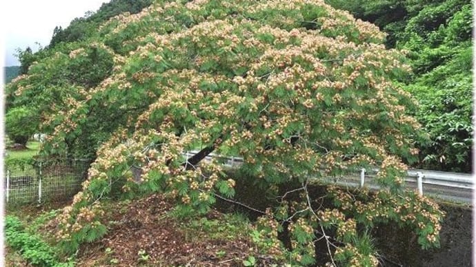 ねむの木の花