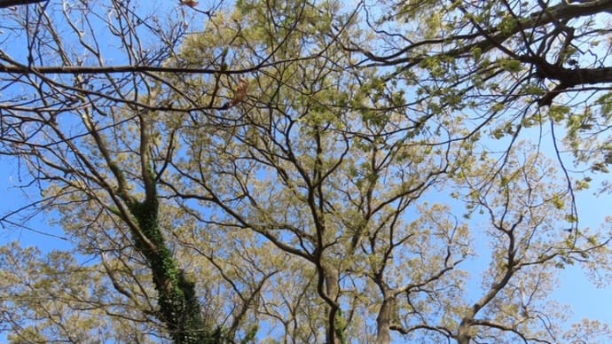 木々は芽吹きとともに花もつけている