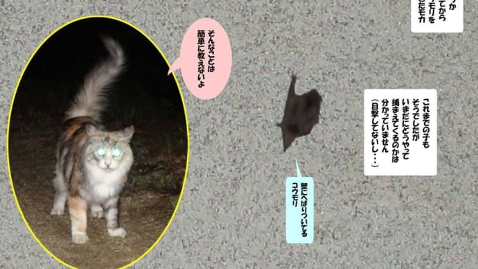 ネコたちとコウモリ