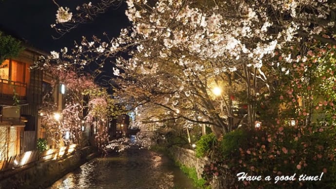 満開の桜を追いかけて　2024　vol.6　（京都　祇園白川）