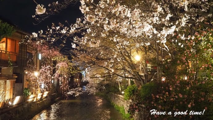 満開の桜を追いかけて 2024 vol.6 (京都 祇園白川)