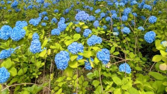 紫陽花きれいでした