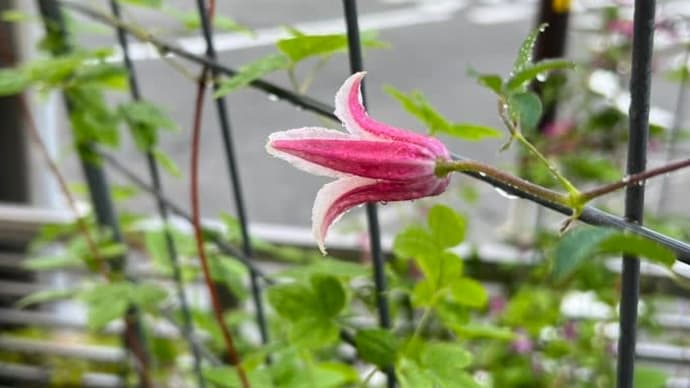 涼しげなグリーンとブルー系のお花で猛暑を乗り切ろう