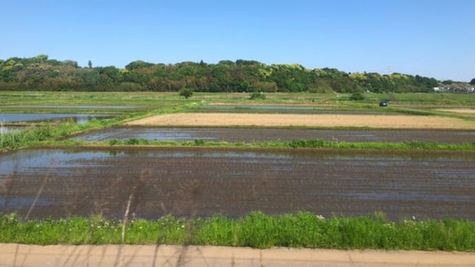 タケノコ＆今年の連休（佐倉の国立歴史民俗博物館）