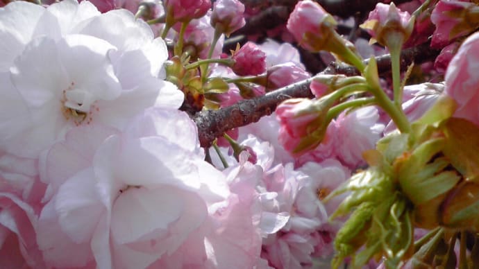 ～可憐に、優雅に咲き誇る“八重桜”～