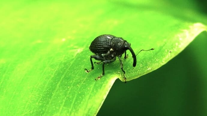 タデサルゾウムシ Homorosoma asperum:一つ謎が解けて