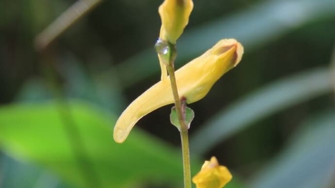高ボッチ高原・鉢伏山で最近咲いている花 ナガミノツルケマン(長実の蔓華曼)