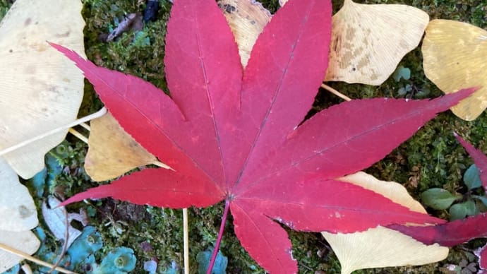 本土寺と東漸寺で紅葉狩り
