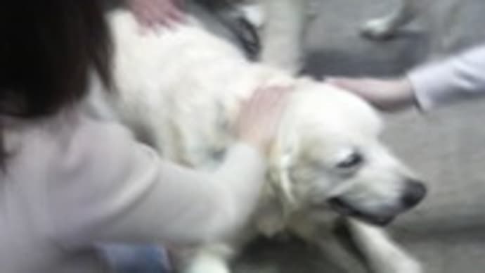 犬と嗅覚