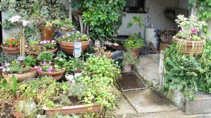 玄関前の鉢花壇を夏バージョンにやっと植替え