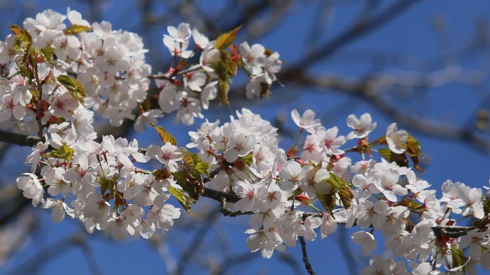 北海道の遅い春の桜13-1