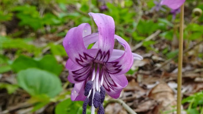 函館見晴公園・カタクリの花2024年4月28日