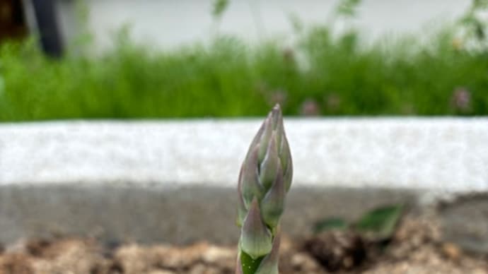 地味に草むしり(^.^)