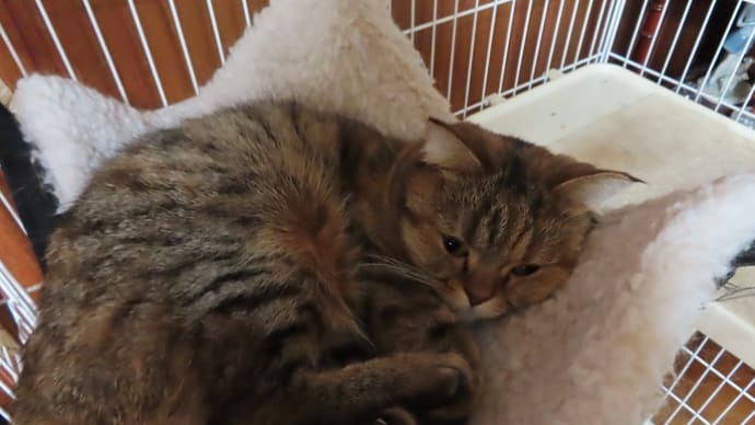 猫の絵本の表紙で見かけるお顔(*'▽')
