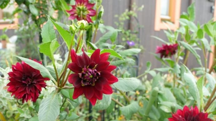 復活した花とこれからの花と
