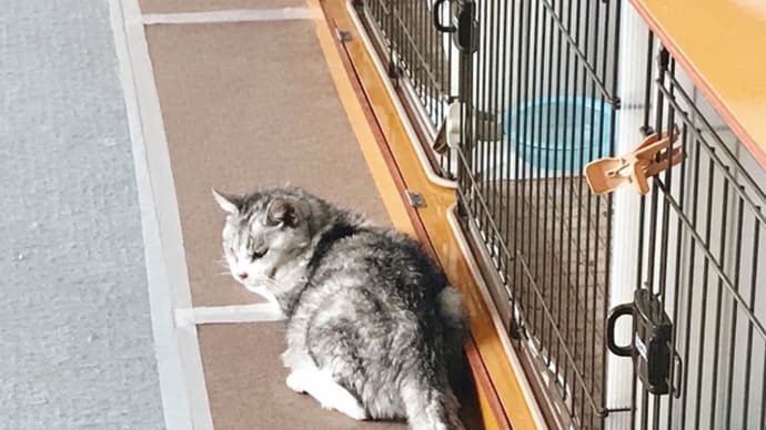 みるく 不調