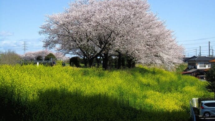 カメラを持って、入間川散歩。 桜はもう終わりかな