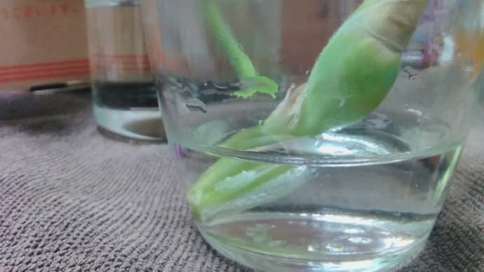 怒られちゃった(´;︵;`)