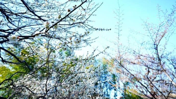 ウメの花とマンサクの花(板橋区立赤塚植物園 2024.2.24撮影)
