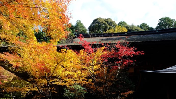 金剛輪寺の紅葉(血染めの紅葉)
