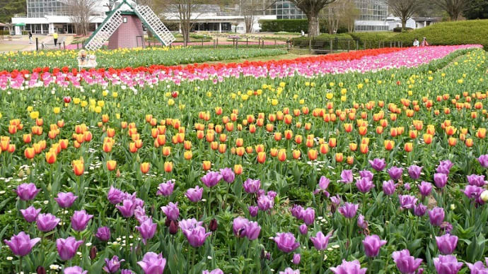 チューリップ (兵庫県立フラワーセンター) 加西市 2024.04.02