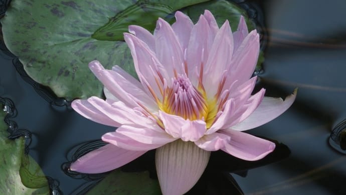 神代植物公園大温室にて:熱帯スイレン