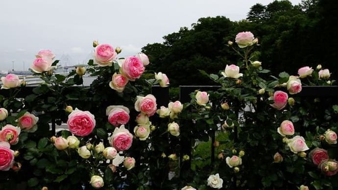 港の見える丘公園のバラ