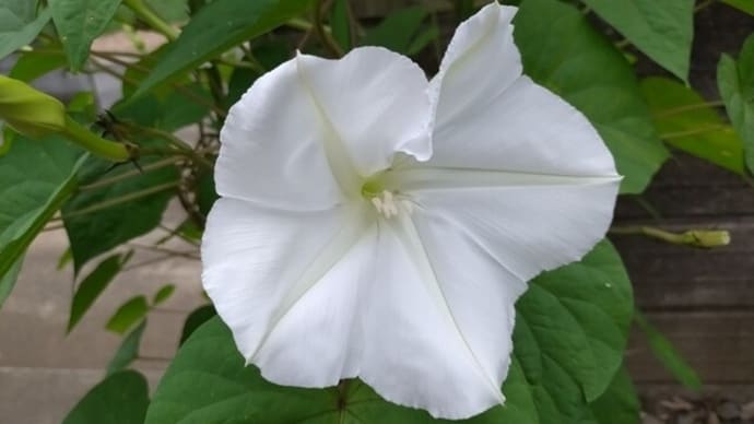 先を越された夕顔(夜顔)の開花