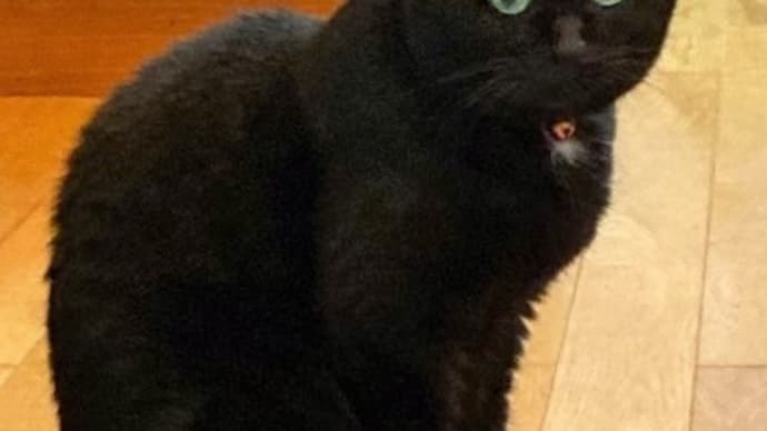 黒猫で、目は緑