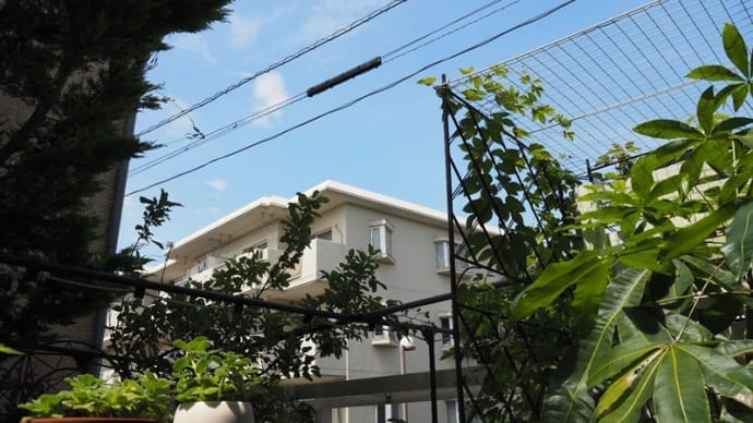 8月18日の庭<この芽なんの芽?>