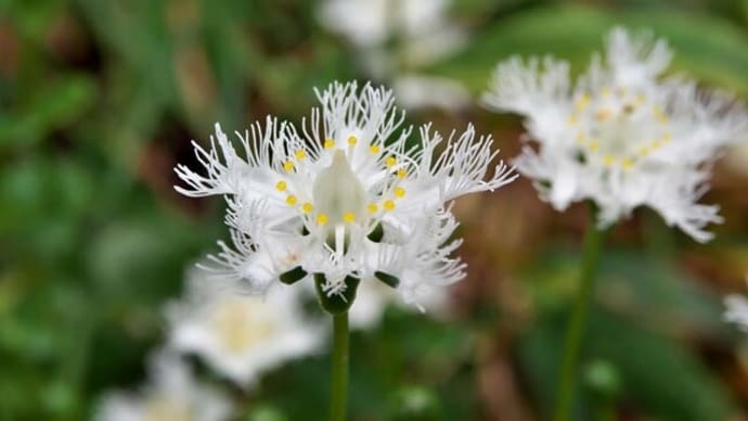 明智の森