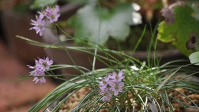 11月の庭2019・・・ラッキョウの花
