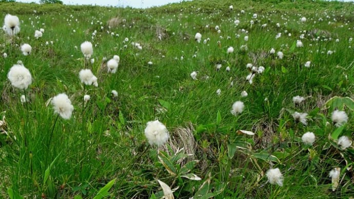 烏帽子岳登山道・横津岳登山道山歩⑨ 2023年6月22日