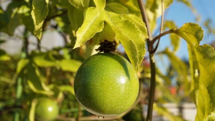 秋の果実：果物時計草