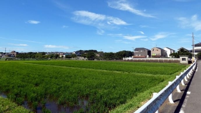 ・ 天王森泉公園 青空~青田風景 (2022/07/28)
