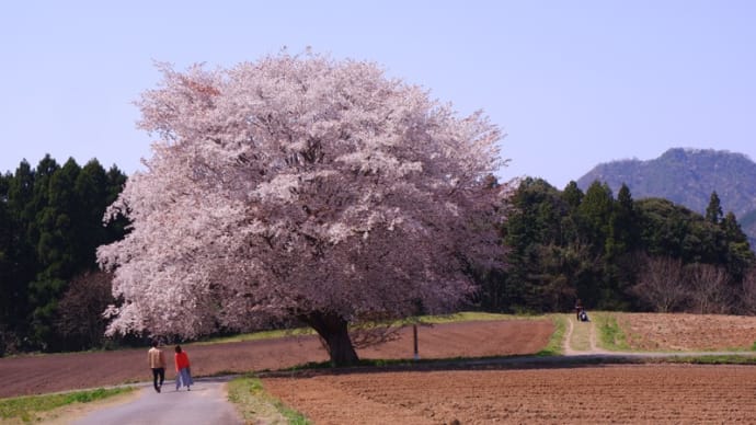 【南部町】田住の一本桜