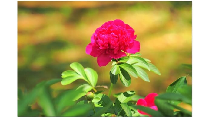シャクヤク 華やか